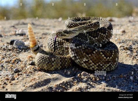 Mojave Rattlesnake Crotalus Scutulatus Mojave Desert California