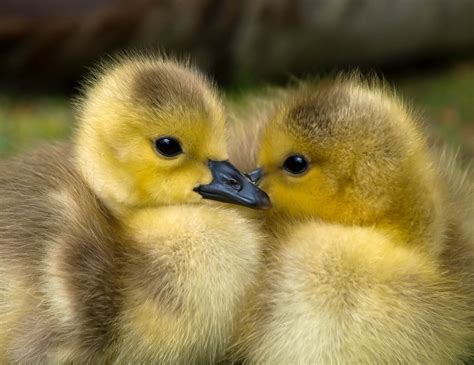 Facts About Ducks That Might Surprise You Peta