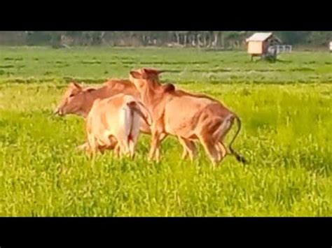 Kawanan Sapi Lembu Berkeliaran Ladang Subur Mencari Rumput Hijau L Sapi