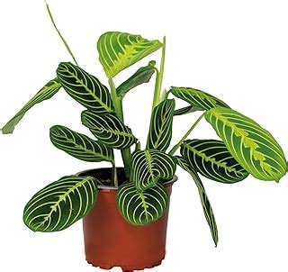 Dormeuse Maranta Leuconeura Entretien Arrosage Rempotage