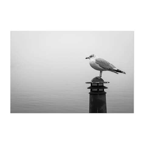 Fells Point Seagull B&W - Baltimore Maryland Photography Unframed Wall