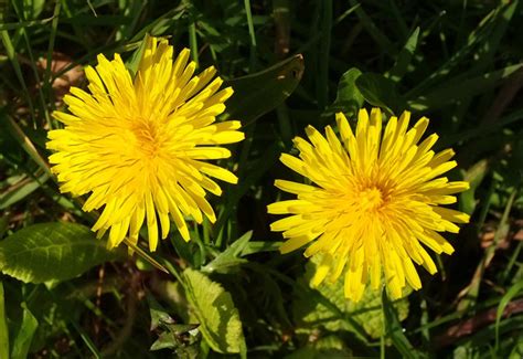 dandelions torre derek harper cc  sa geograph britain