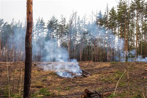 Forest Fire Sawn Trees Burn And Smoke After Wood Deforestation