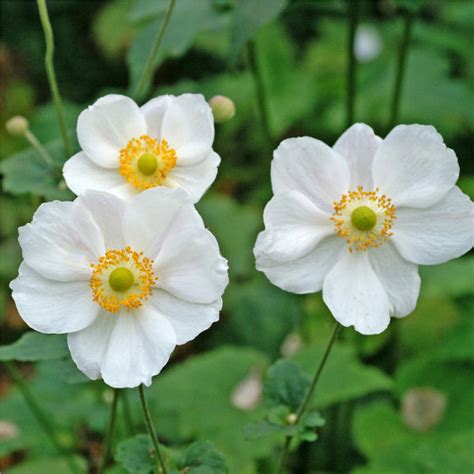 Anemone Planting & Growing Guide – Easy To Grow Bulbs