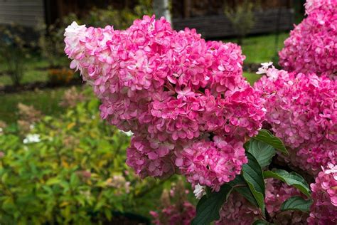 Hydrangea Paniculata Pinky Winky Rispenhortensie Cm Im L