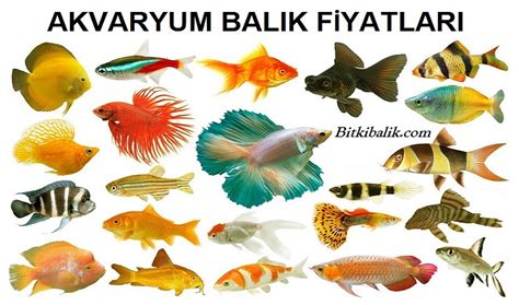 Akvaryum Balık Fiyatları BitkiBalik 2023 Fiyat Listesi