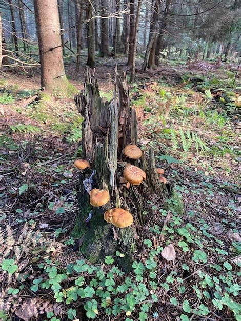 Hongos Que Crecen En El Tronco De Un Rbol En El Bosque Foto Premium