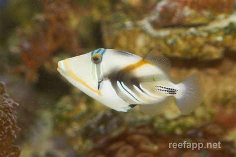 Humu Picasso Triggerfish Rhinecanthus Aculeatus In Aquarium