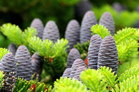 Korean Fir Tree Seeds Prized Blue Cones Ships From Iowa - Etsy