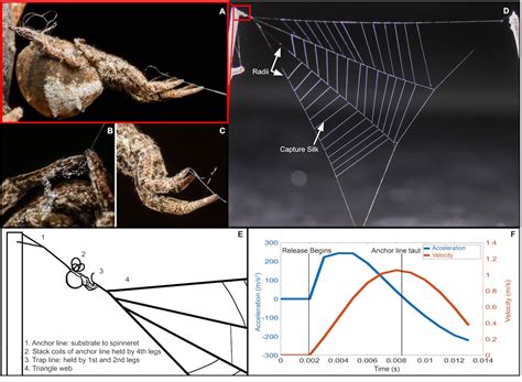 This Crafty Spider Doesn't Have Venom...But It Does Have a 'Slingshot ...