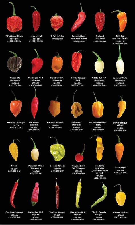 The Big List Of Hot Peppers Hot World Of Chili Print Poster Etsy Uk