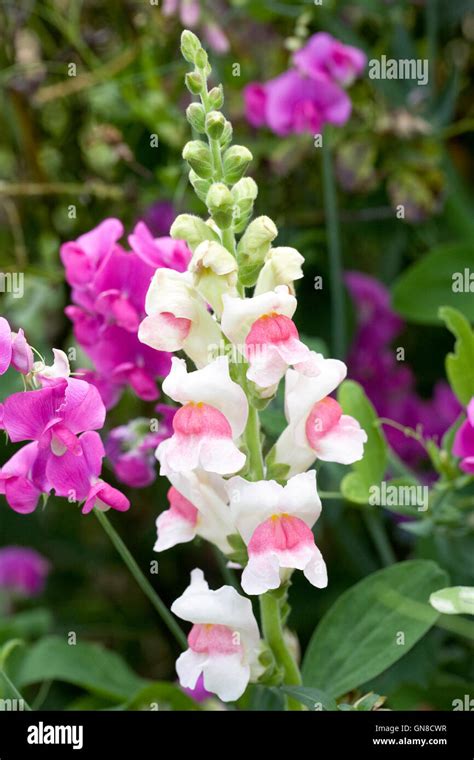 Close Up Of Snapdragons In Bloom Hi Res Stock Photography And Images