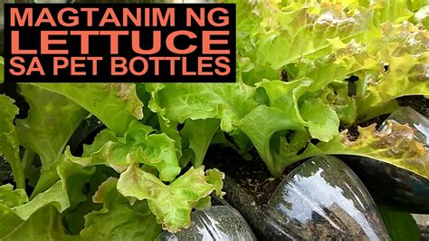 Paano Magtanim Ng Lettuce Sa PET Bottle YouTube