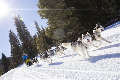 Breckenridge Dog Sledding Tours - Breckenridge, Colorado