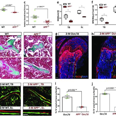 Cathepsin K Cre Labels Periosteal Mesenchymal Cells A Left Mgfp