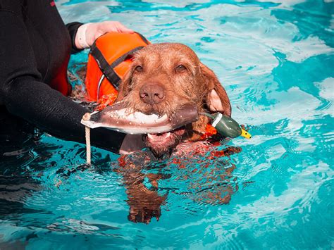 8 Most Asked Questions Answered About Hydrotherapy for Dogs