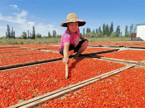 新疆阿瓦提县：火红枸杞成了村民的“甜蜜果”阿克苏新闻网