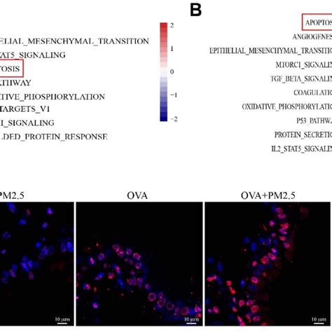 Pm Increased Apoptosis In Asthmatic Mice A And B Heat Map And Dot