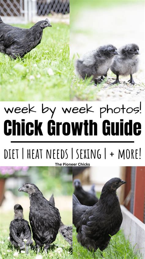 Homestead Chick Growth Guide With Pictures The Pioneer Chicks