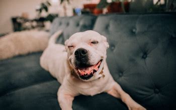 Puedes Usar Aceite De Menta Alrededor De Los Perros