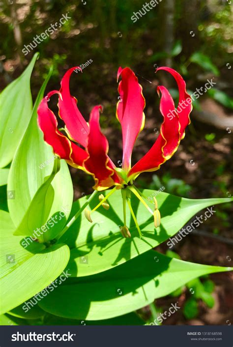 Flame Lily National Flower Zimbabwe Stock Photo 1318168598 Shutterstock