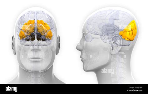 Lobe occipital mâle anatomie du cerveau isolated on white Photo Stock