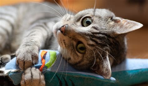 Comment bien nourrir un chat qui reste à l intérieur Jardiland