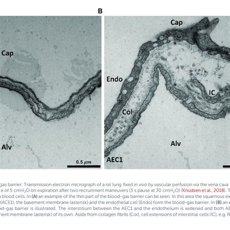 ring processing unit rpu architecture  scientific diagram