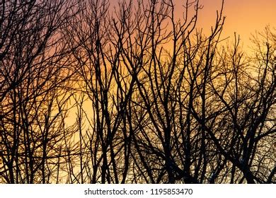 Hundred Naked Branches On Tree Against Sunset Sun Royalty Free Images Stock Photos