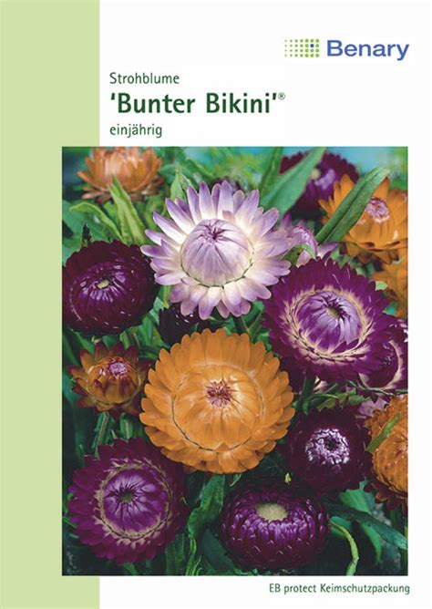Strohblume Bunter Bikini Strohblumensamen Von Benary Samen