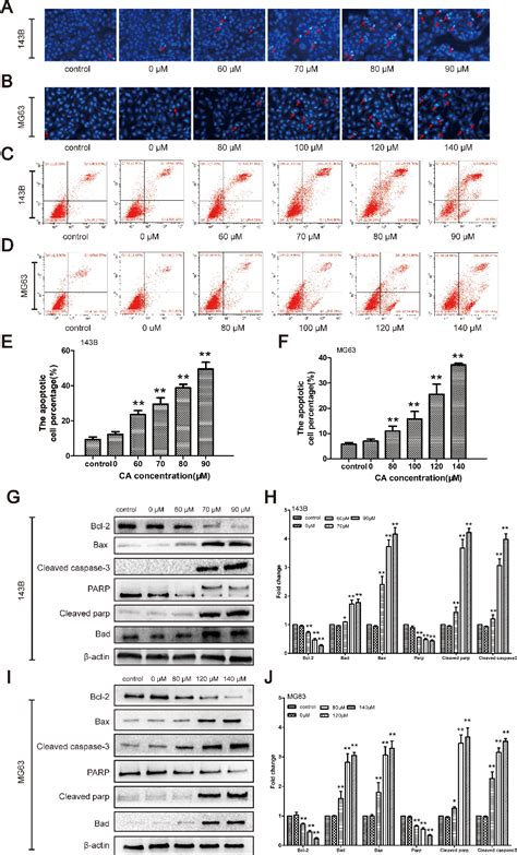 Figure From Cinnamaldehyde Inhibits The Function Of Osteosarcoma By