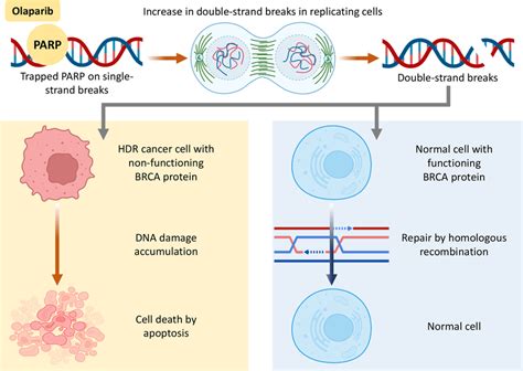 Mechanism of action of Olaparib. Redrawn based on [108]. | Download ...