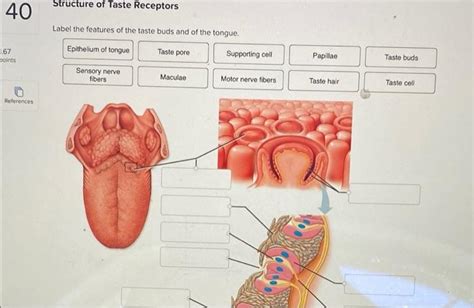 Solved Structure of Taste Receptors 40 Label the features of | Chegg.com