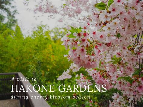 Little Hiccups: Cherry Blossom Season in Hakone Gardens