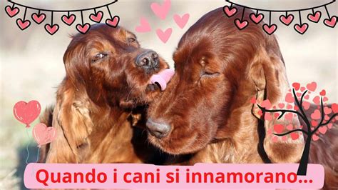 Anche I Cani Si Innamorano Ma L Amore Canino Solo Per I Loro Simili