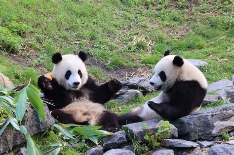 Deuxi Me Anniversaire Pour Les Jumeaux Pandas G Ants De Pairi Daiza