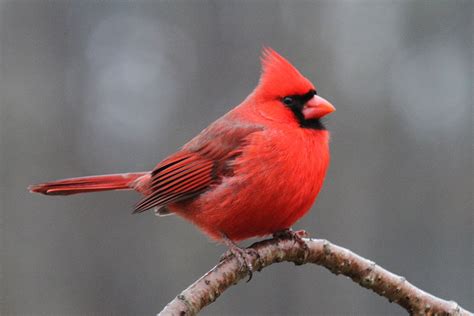 Cardinal Bird On Branch