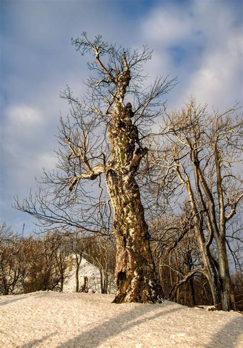 Overlevende Boom Oude Bomen In Het Bos Bosbomen In Oud Bos Habitat