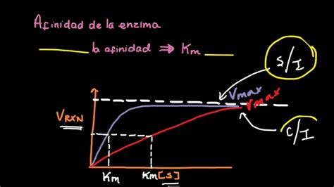 Inhibición enzimática Segunda Parte Inhibición competitiva YouTube