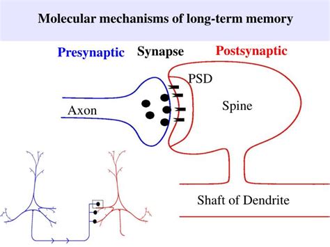 Ppt Molecular Mechanisms Of Long Term Memory Powerpoint Presentation