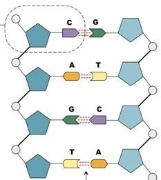 DNA/Protein Synthesis Study Guide Diagram | Quizlet