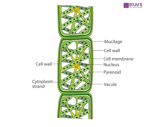 Draw A Neat Diagram Of Spirogyra And Label The Cell Wall Biology Q A