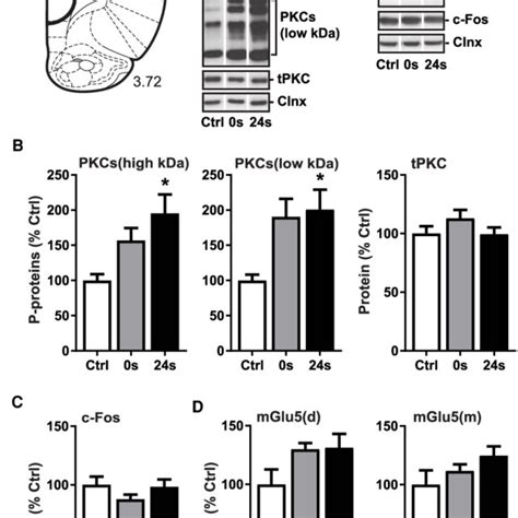 Pkc Activity And Protein Expression In The Prl After A Dms Test With Download Scientific