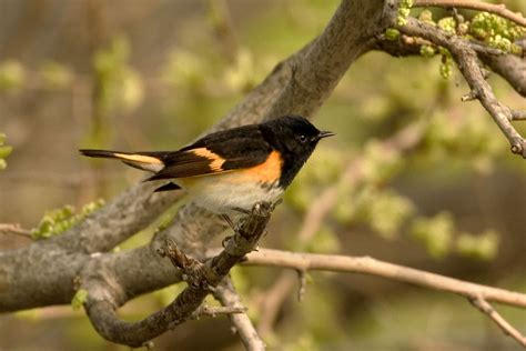 American Redstart Passerine Chicago Photography