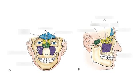 Label The Sinuses Diagram Quizlet