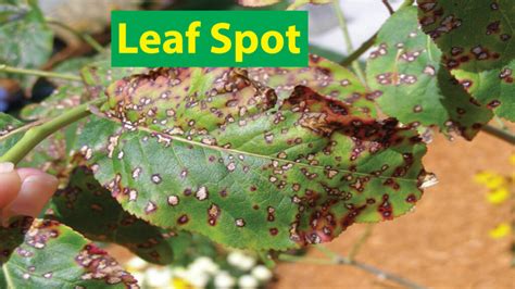 leaf spot  symptoms  treatments   plants