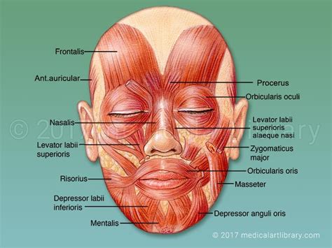 License Image The muscles that control facial expression, also called ...