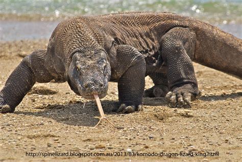 Bizarre Creature Of The Day Creature 198 Varanus Komodoensis