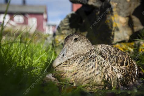 Common eider duck brooding eggs in nest - Stock Image - C042/8815 ...