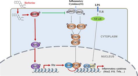 Frontiers Nrf Shp Cascade Mediated Stat Inactivation Contributes To